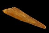 Fossil Pterosaur (Siroccopteryx) Tooth - Morocco #134647-1